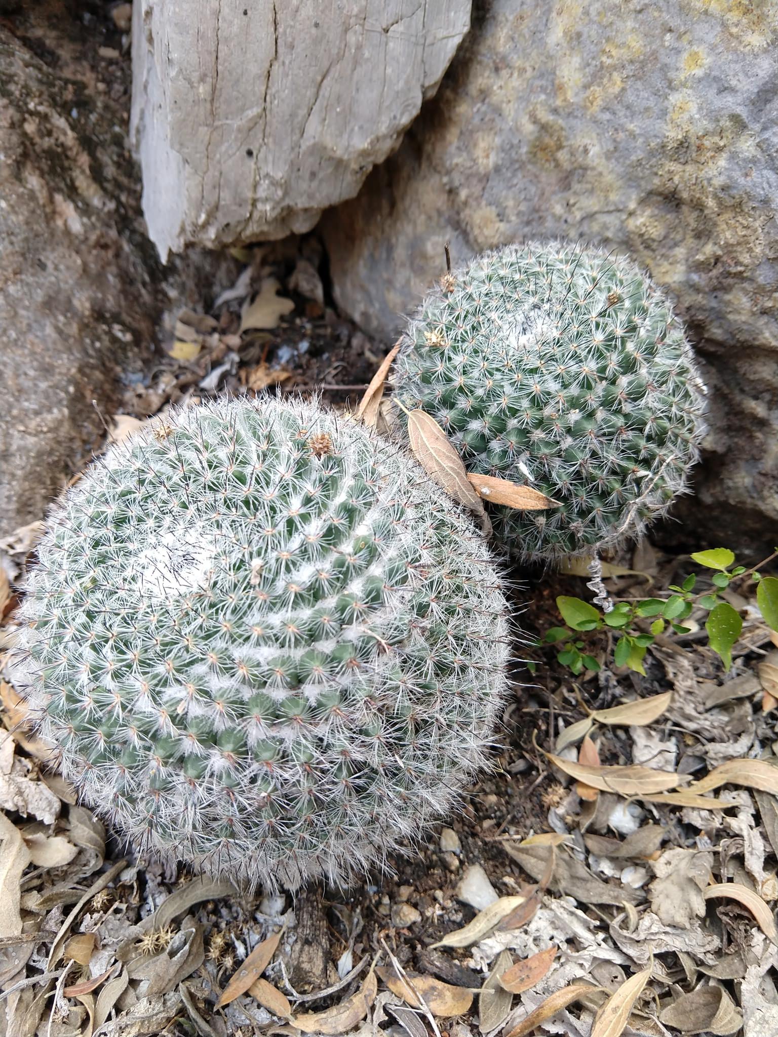 Mammillaria hahniana woodsii